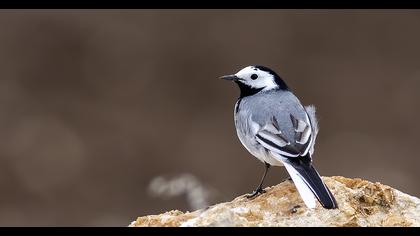White Wagtail