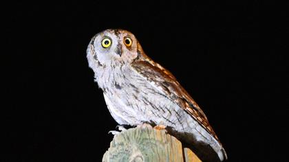 Eurasian Scops Owl