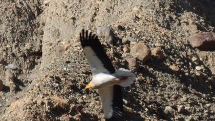Egyptian Vulture