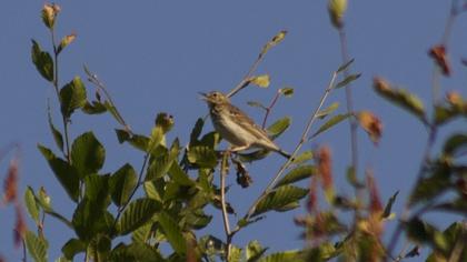 Tree Pipit