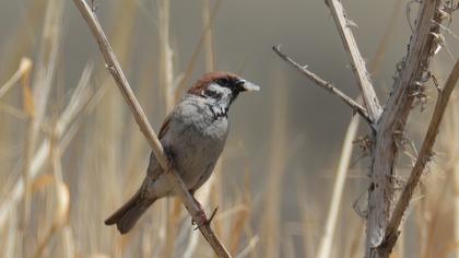 Eurasian Tree Sparrow