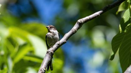 Long-tailed Tit