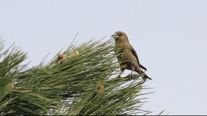 Red Crossbill