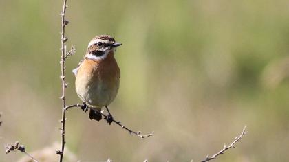 Whinchat