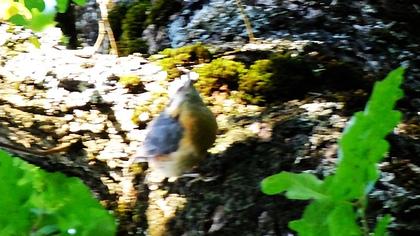 Eurasian Nuthatch