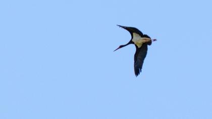 Black Stork