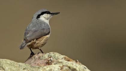 Western Rock Nuthatch