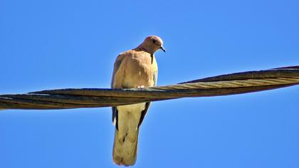 Laughing Dove