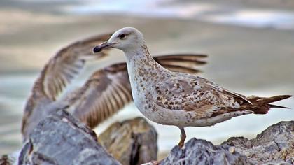 Yellow-legged Gull
