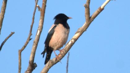 Rosy Starling