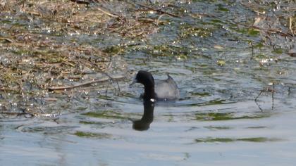 Eurasian Coot