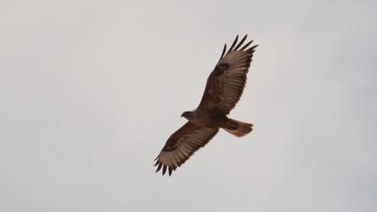 Long-legged Buzzard