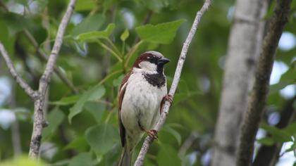 House Sparrow