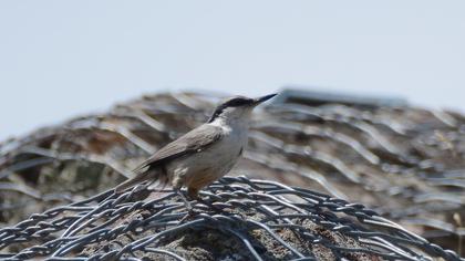 Western Rock Nuthatch