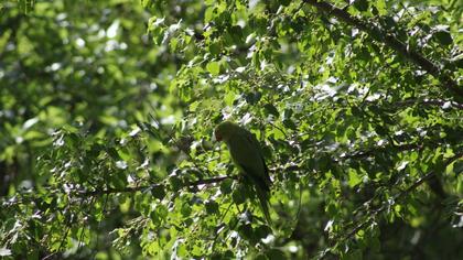 Rose-ringed Parakeet