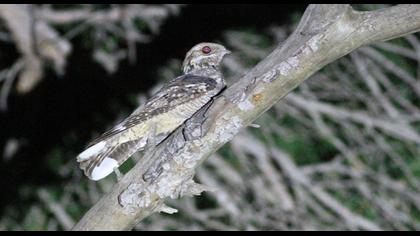 European Nightjar