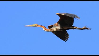 Purple Heron