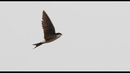 Common House Martin