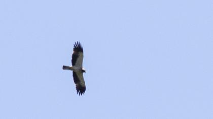 Booted Eagle