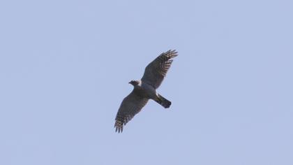 Northern Goshawk