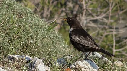 Ring Ouzel