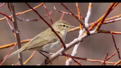 Common Chiffchaff