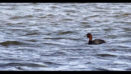 Little Grebe