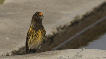 Red-fronted Serin