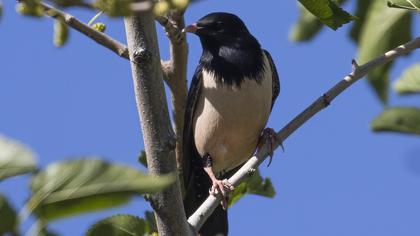 Rosy Starling