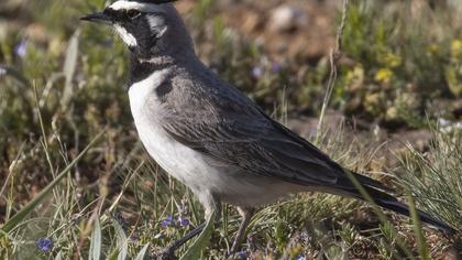 Horned Lark