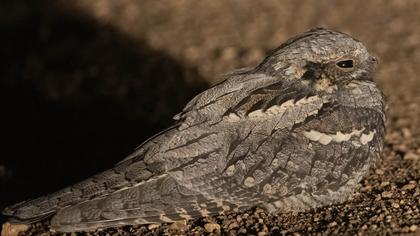 European Nightjar
