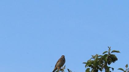 Corn Bunting
