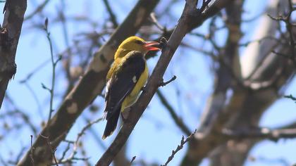 Eurasian Golden Oriole