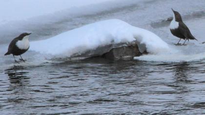 White-throated Dipper