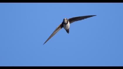 Alpine Swift