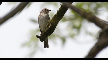 Spotted Flycatcher