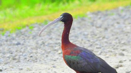 Glossy Ibis
