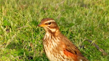 Redwing
