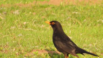 Common Blackbird