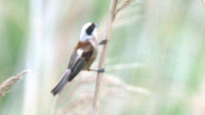 Eurasian Penduline Tit
