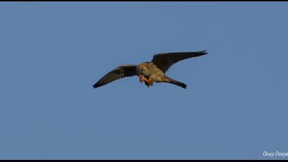 Red-footed Falcon