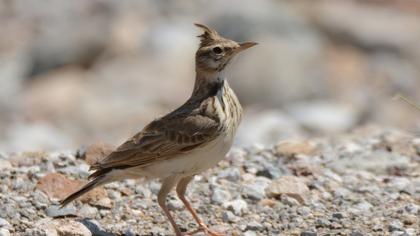 Crested Lark