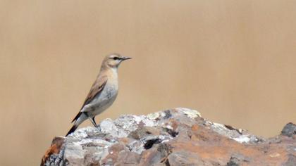 Isabelline Wheatear
