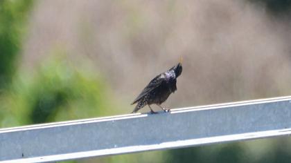 Common Starling