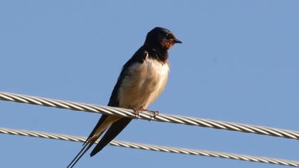Barn Swallow