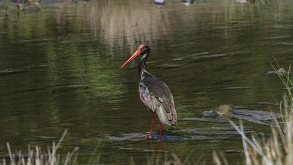 Black Stork