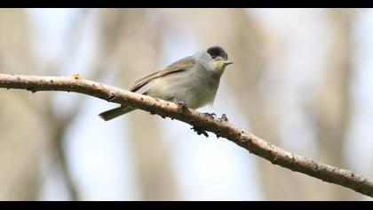 Eurasian Blackcap