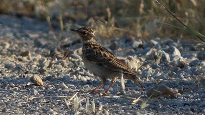 Woodlark