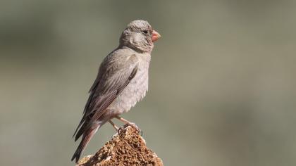 Trumpeter Finch
