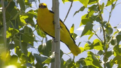 Eurasian Golden Oriole